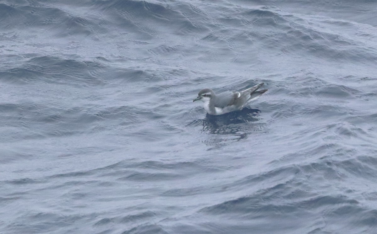 Slender-billed Prion - ML646261878