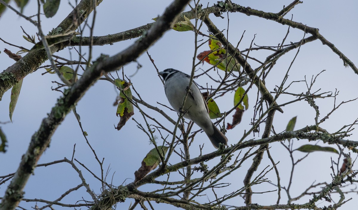 Double-collared Seedeater - ML646261879