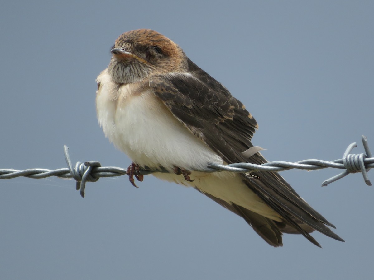 Fairy Martin - ML646261880