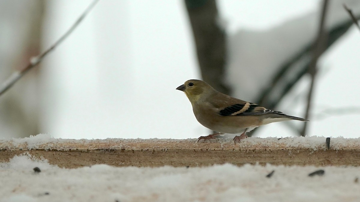 Goldzeisig - ML646261890