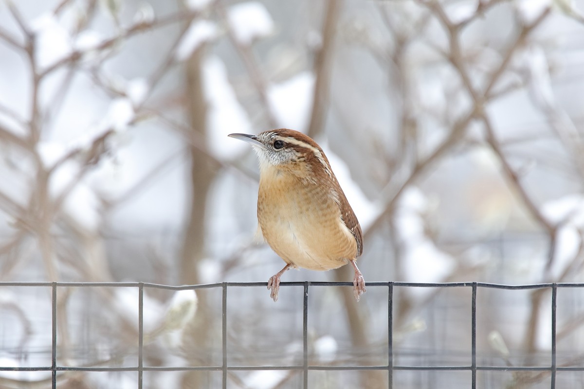Carolina Wren - ML646261891