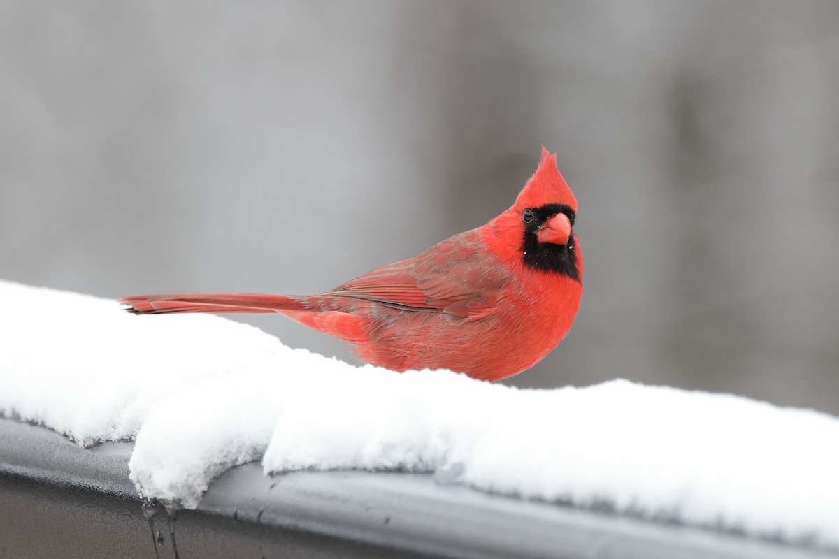 Northern Cardinal - ML646261892