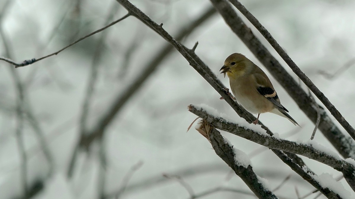 Goldzeisig - ML646261896