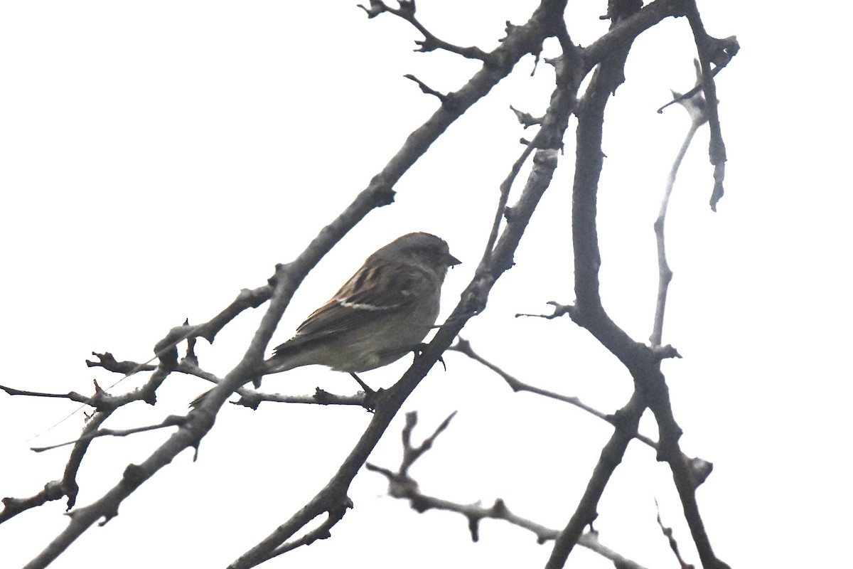 ムナフヒメドリ - ML646261903