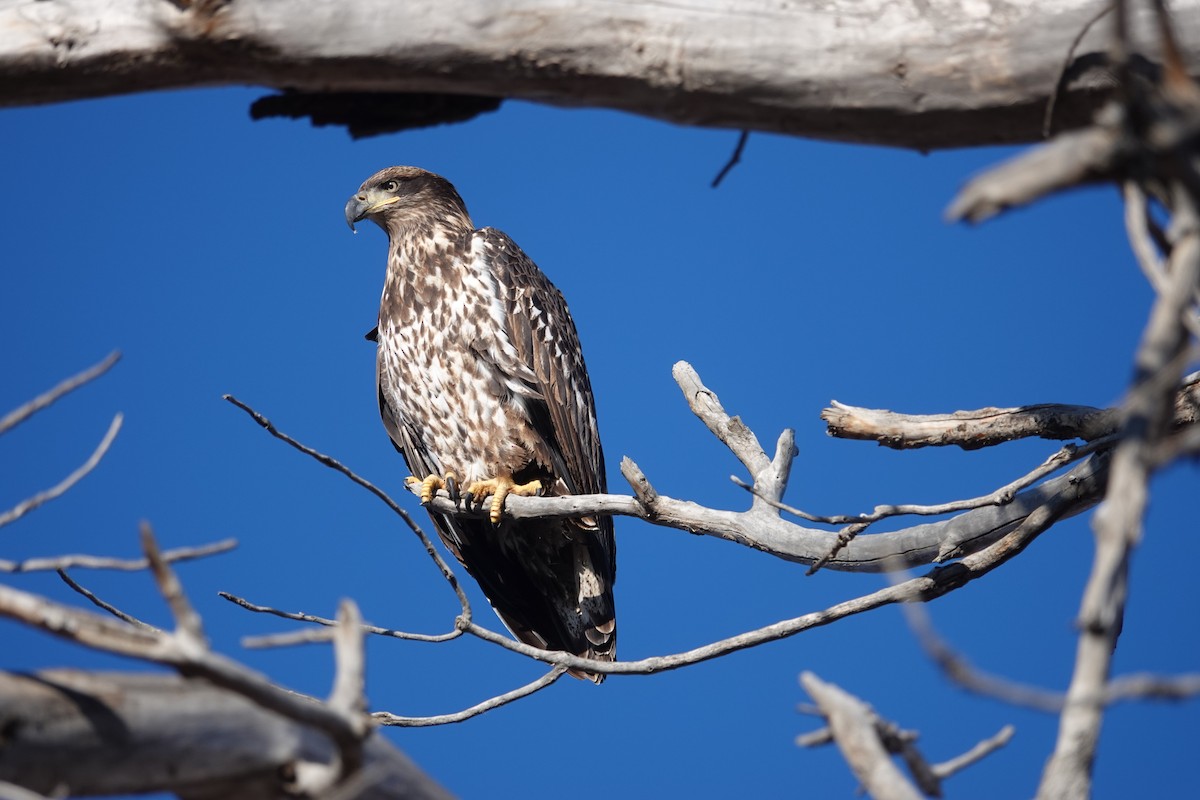Bald Eagle - ML646261904