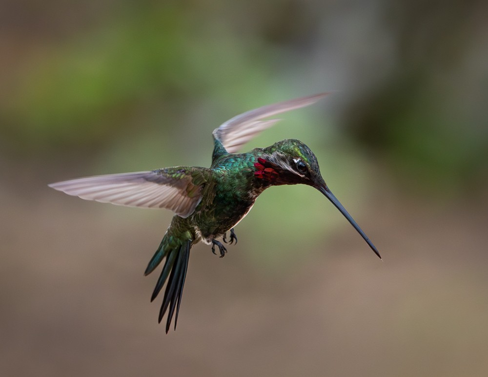 Stripe-breasted Starthroat - ML646261905