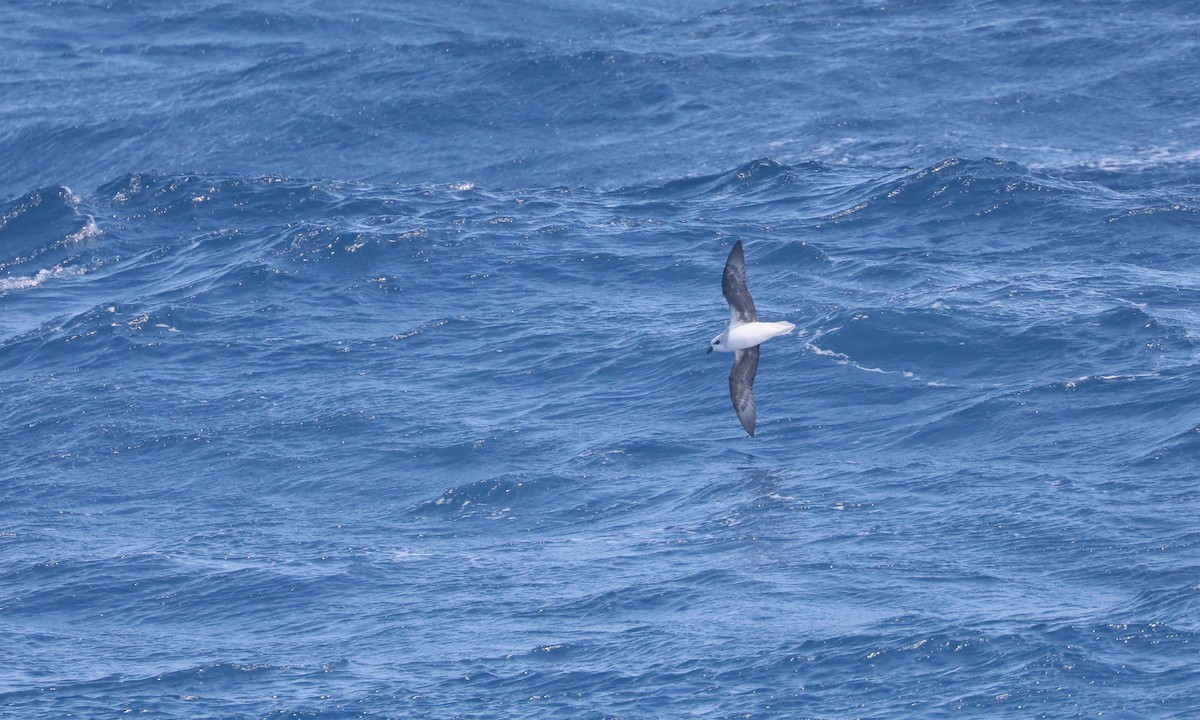 White-headed Petrel - ML646261908