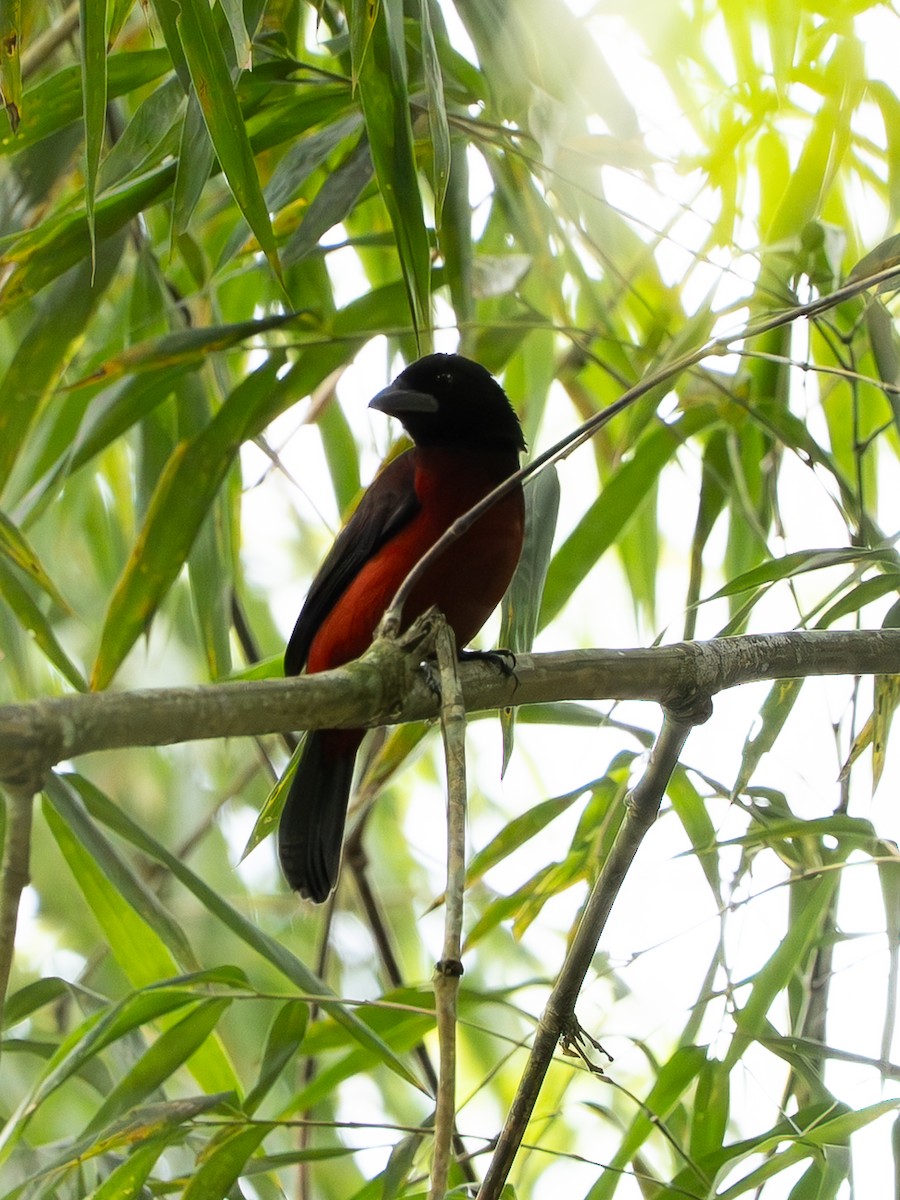 Crimson-backed Tanager - ML646261909