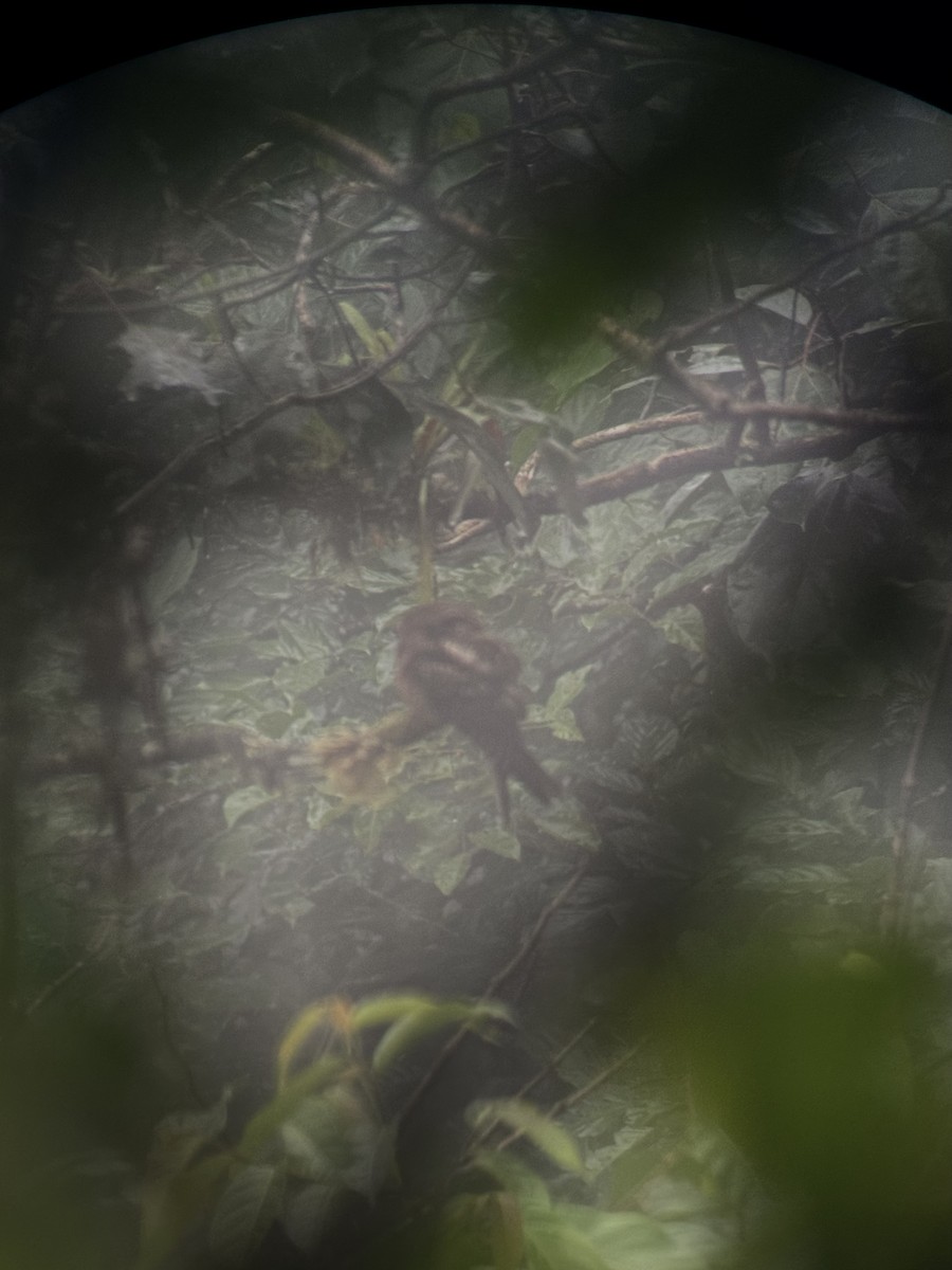 Chuck-will's-widow - ML646261910