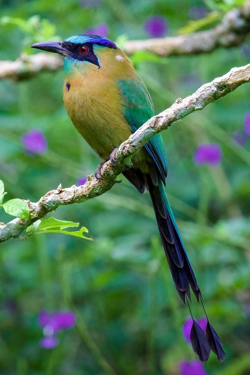 Lesson's Motmot - ML646261912