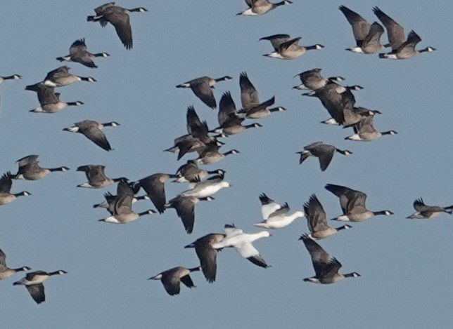 Snow Goose - ML646261915