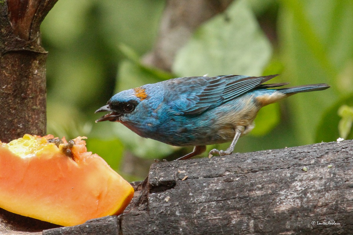 Golden-naped Tanager - ML646261920