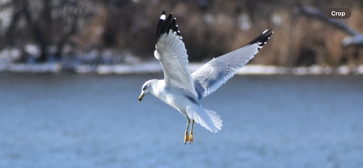 Ring-billed Gull - ML646261923