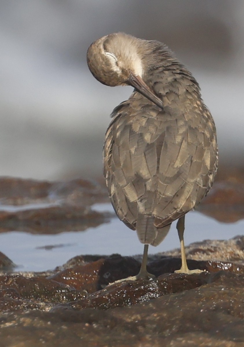 Surfbird - ML646261926