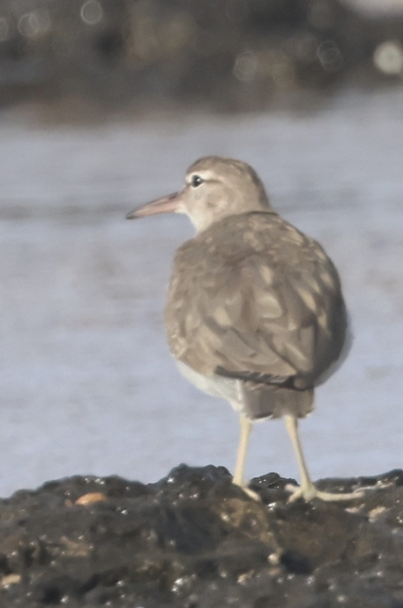 Spotted Sandpiper - ML646261927