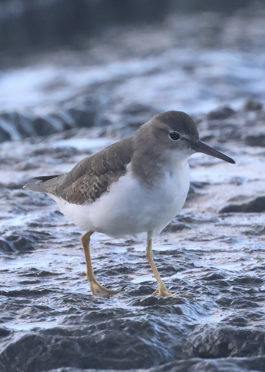 Spotted Sandpiper - ML646261929