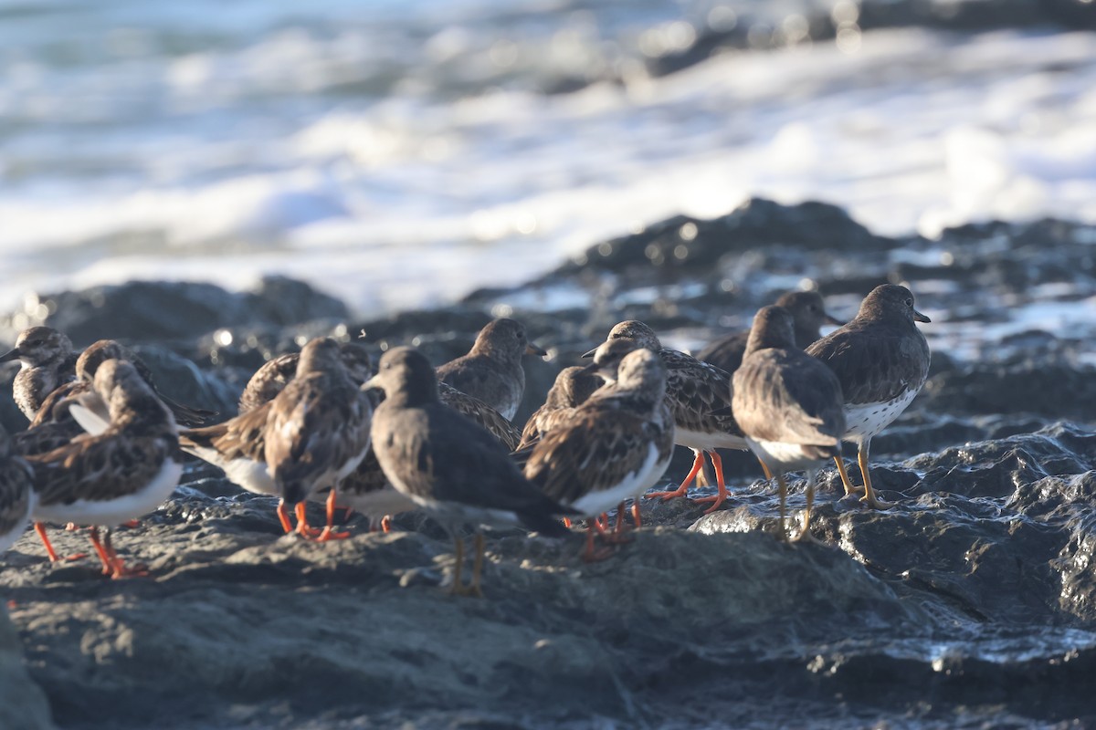 Surfbird - ML646261932