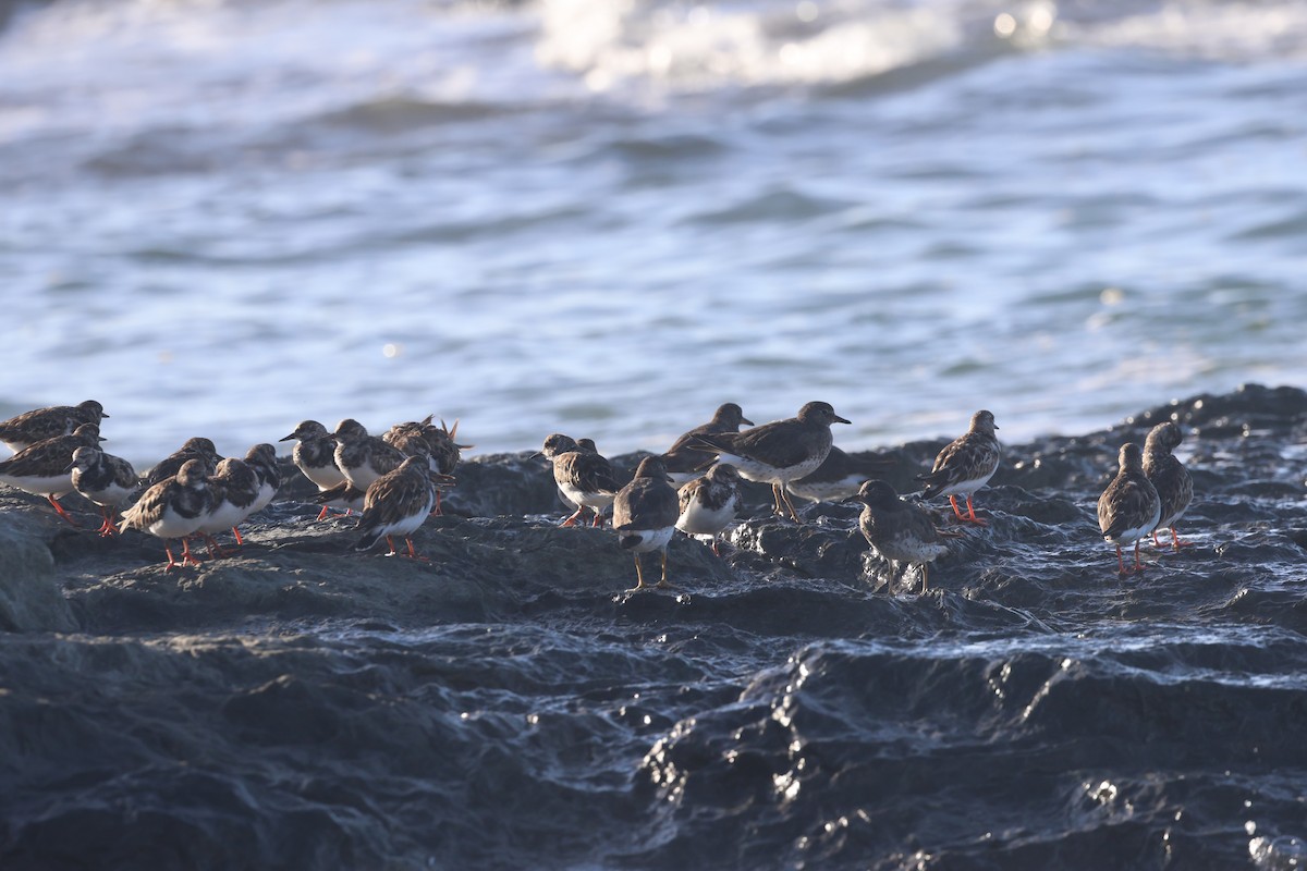 Surfbird - ML646261933