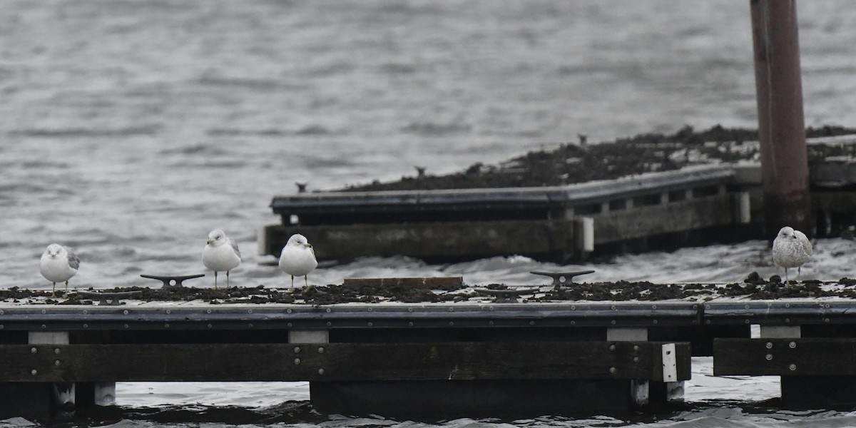 Ring-billed Gull - ML646261934