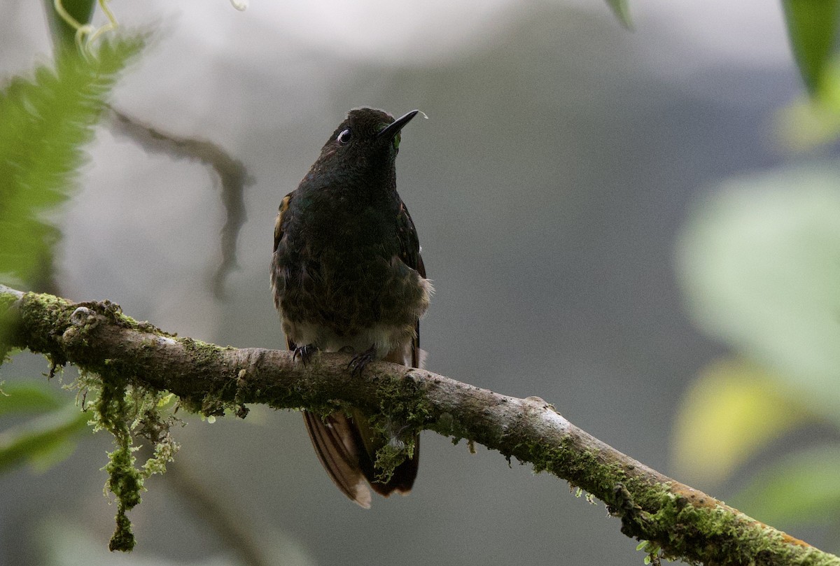 Buff-tailed Coronet - ML646261935