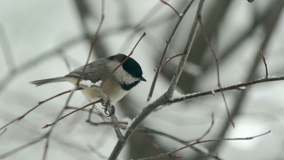 Carolina Chickadee - ML646261936