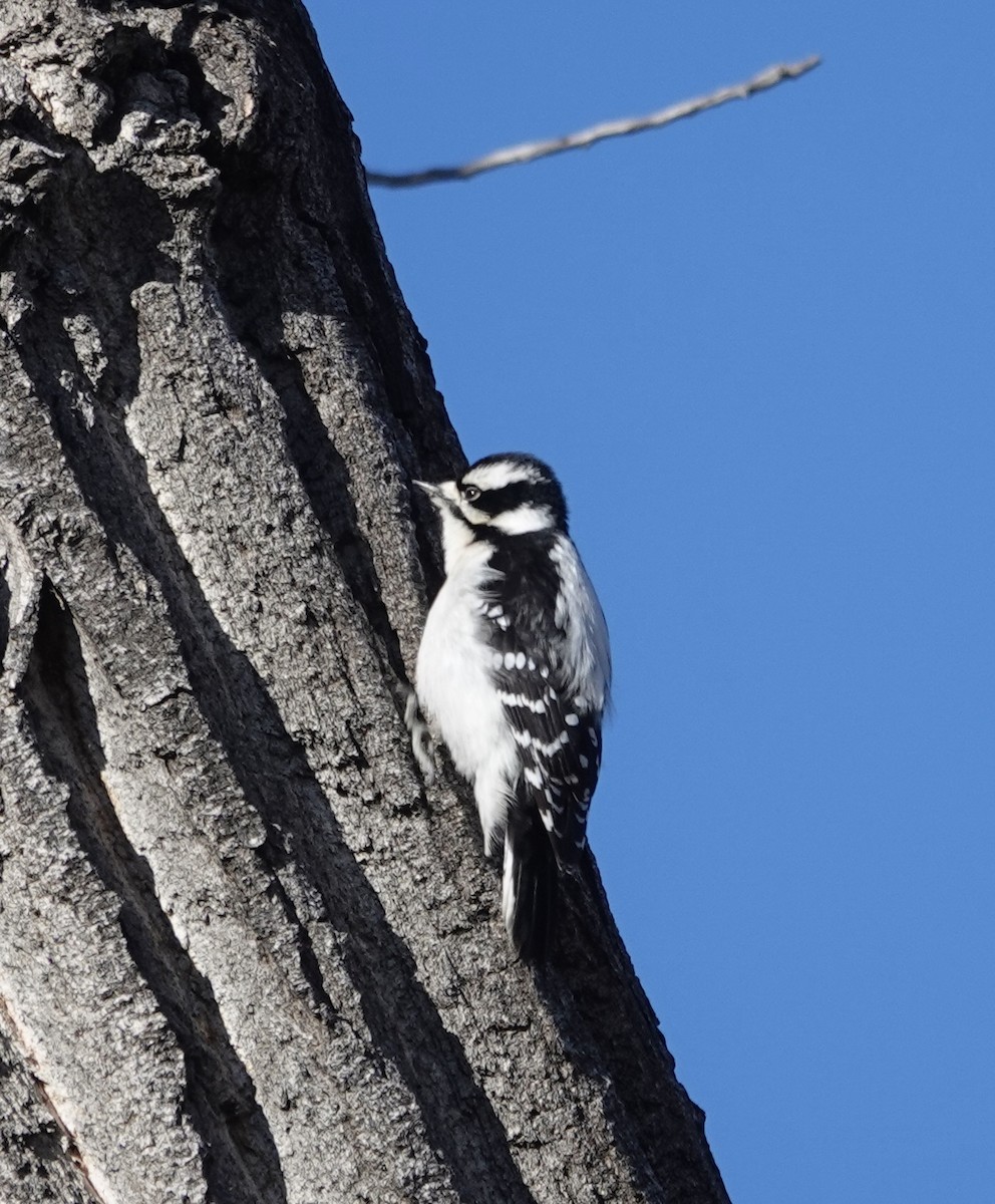 Downy Woodpecker - ML646261938