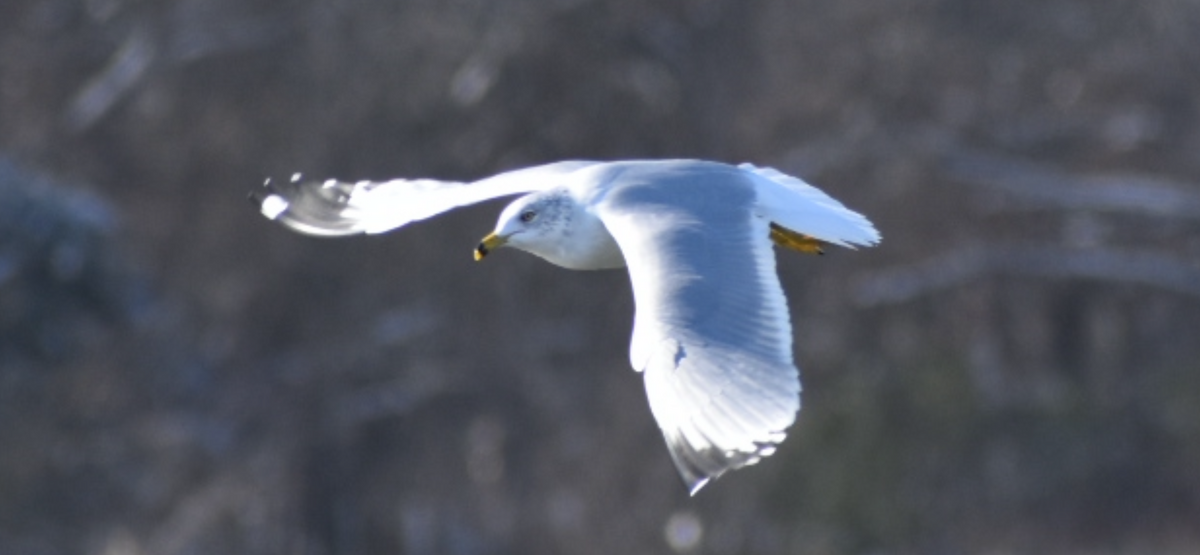 Ring-billed Gull - ML646261941