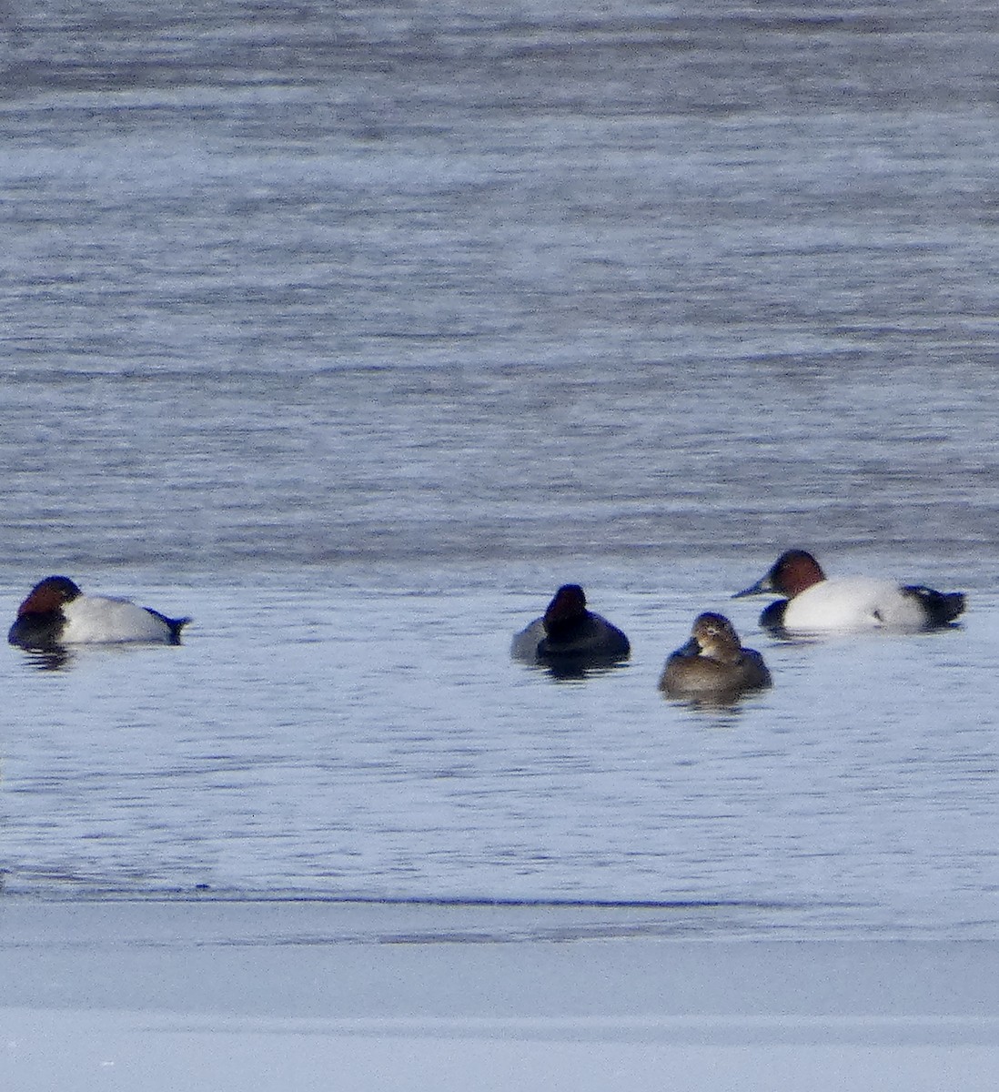 Canvasback - ML646261942