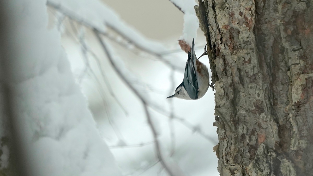 White-breasted Nuthatch - ML646261943
