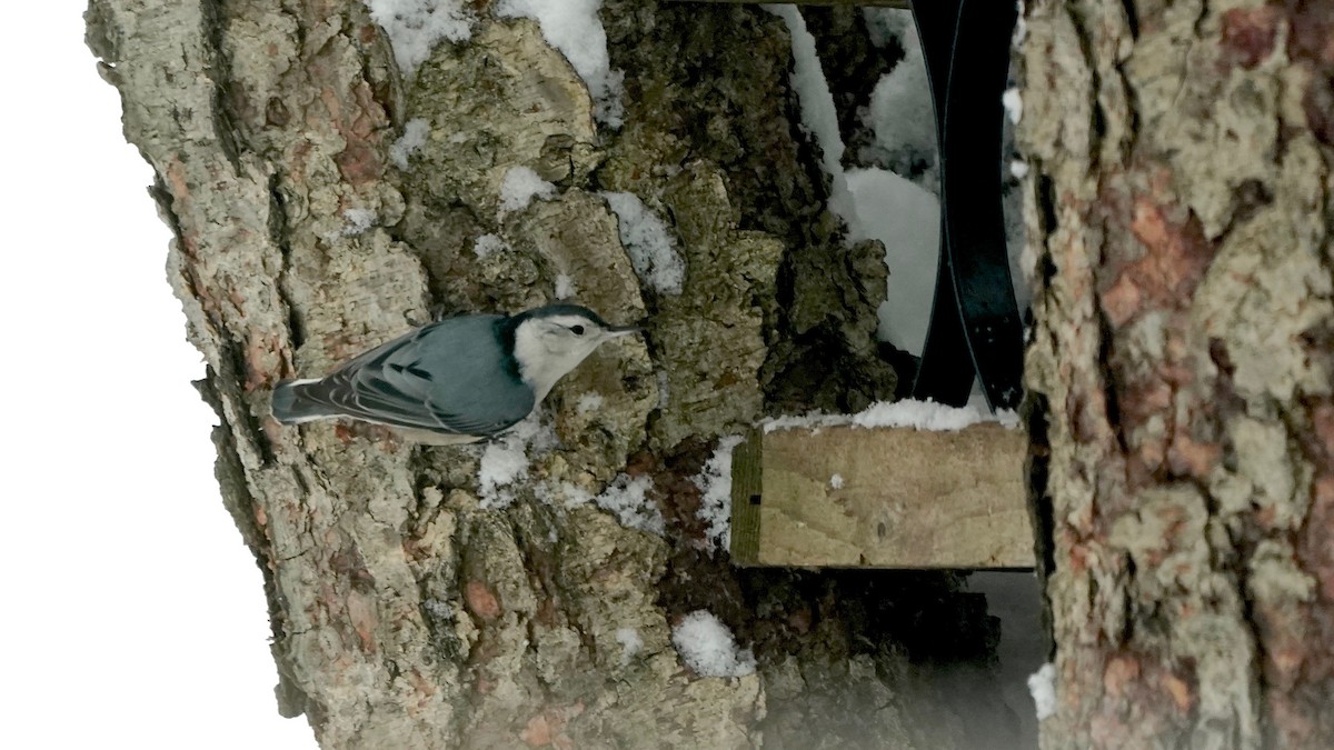 White-breasted Nuthatch - ML646261944