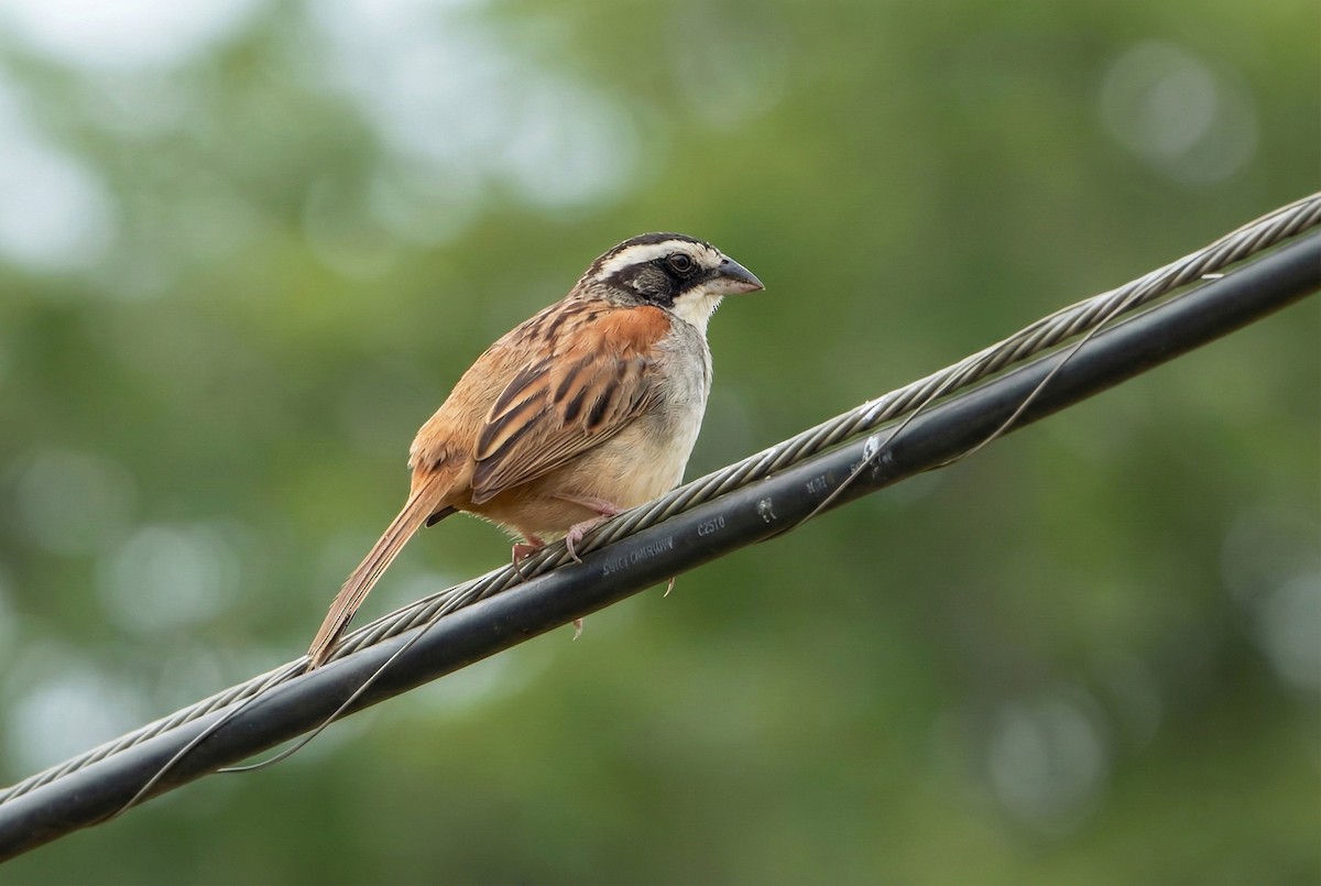 Stripe-headed Sparrow - ML646261945