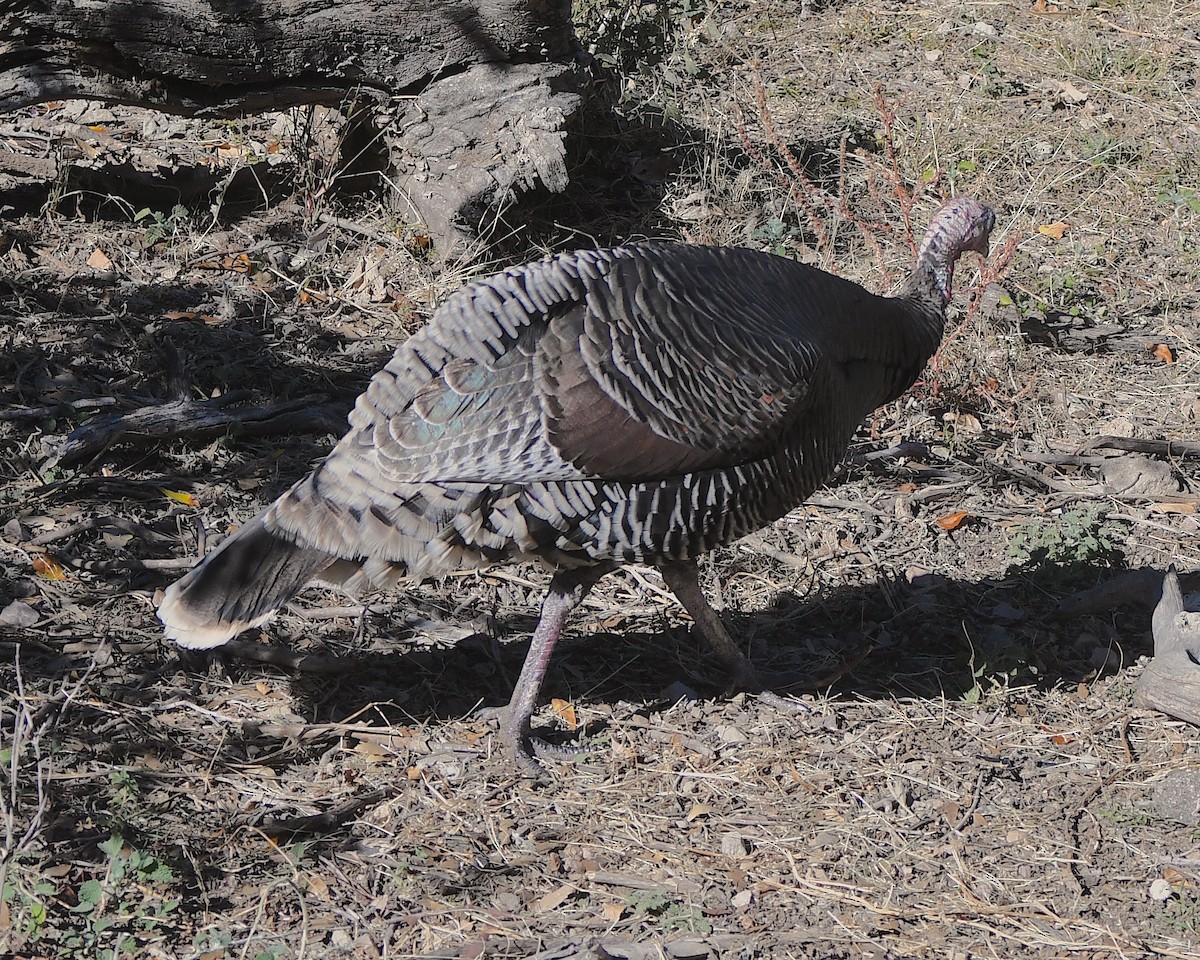 Wild Turkey - ML646261946