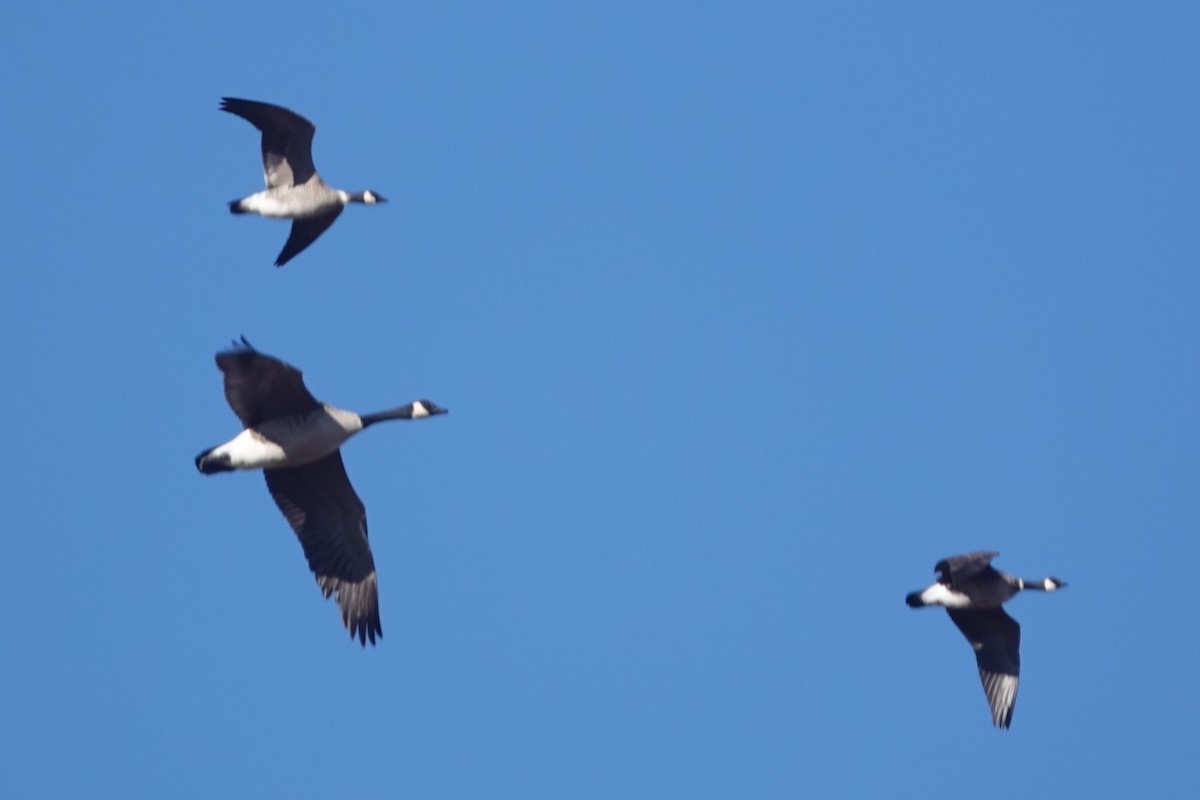 Cackling Goose - ML646261947