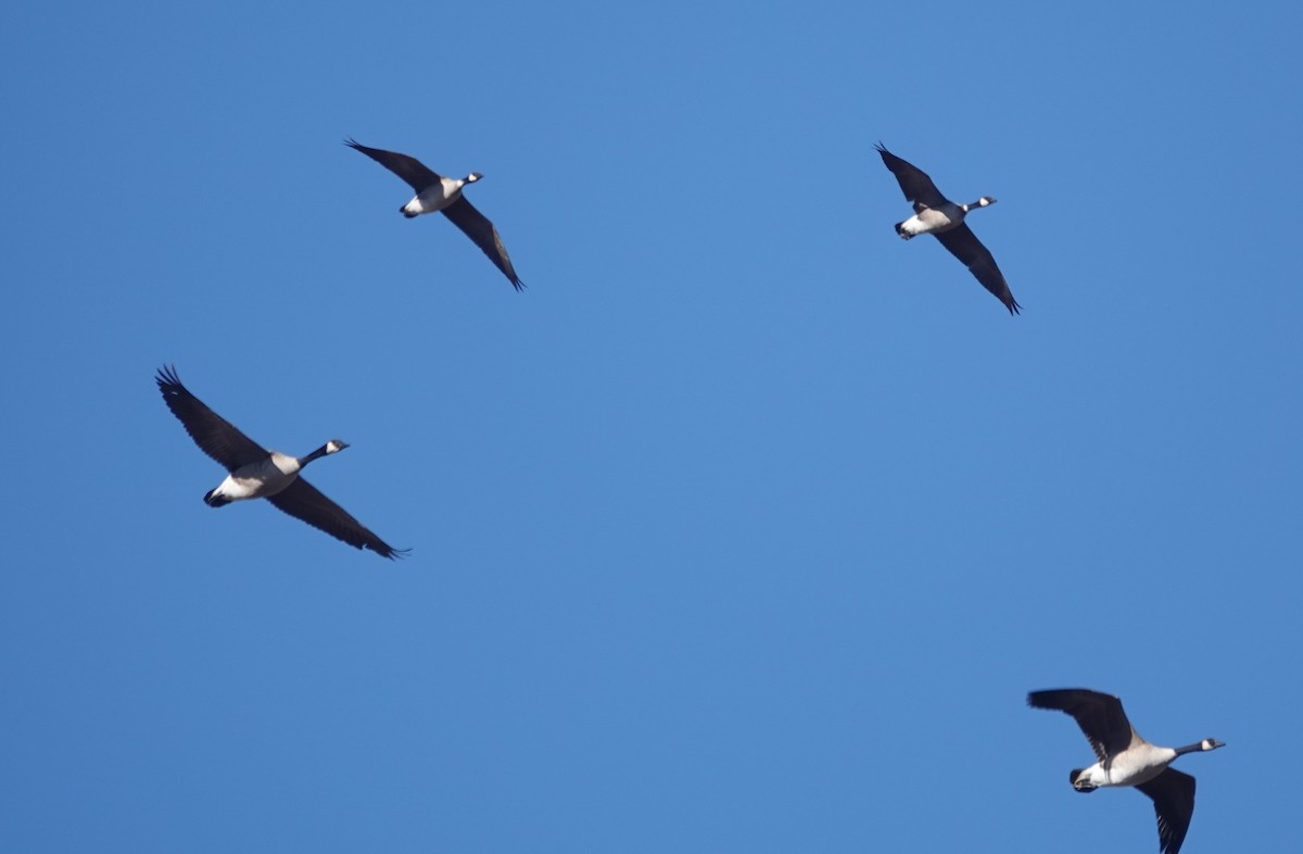 Cackling Goose - ML646261948