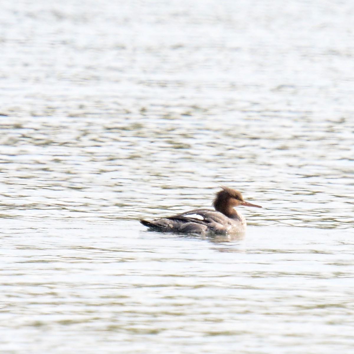 Red-breasted Merganser - ML646261951