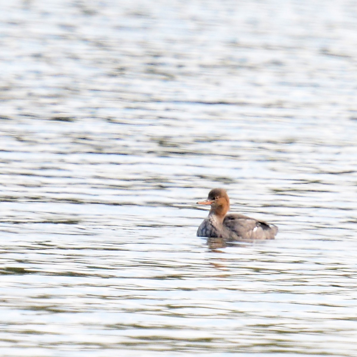 Red-breasted Merganser - ML646261952