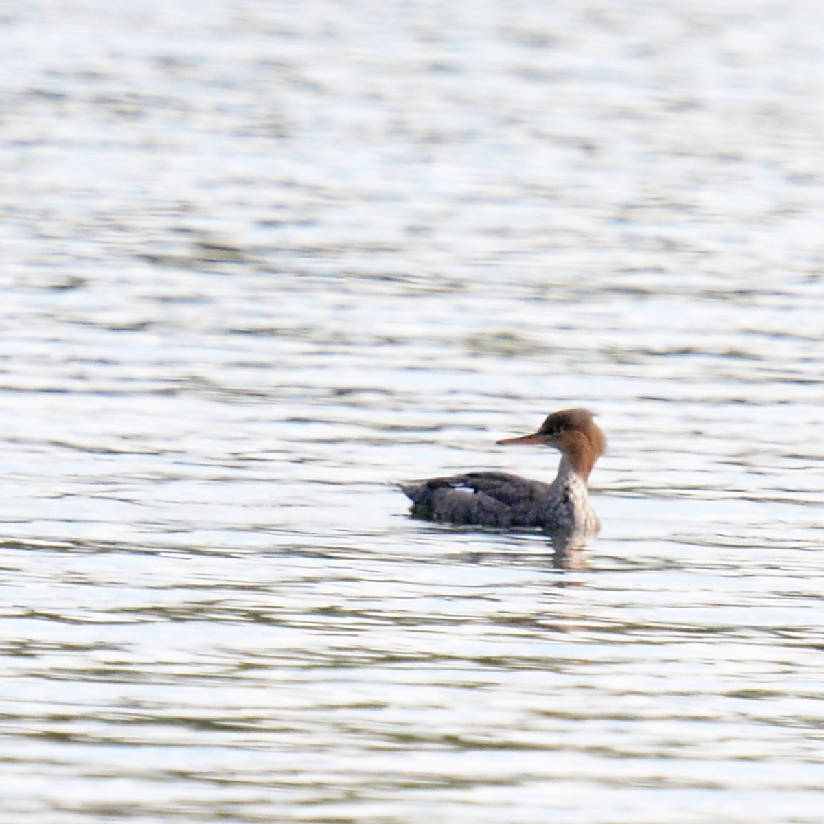 Red-breasted Merganser - ML646261953