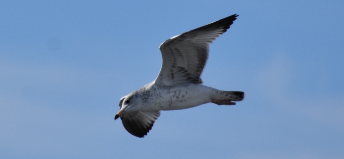 Ring-billed Gull - ML646261954
