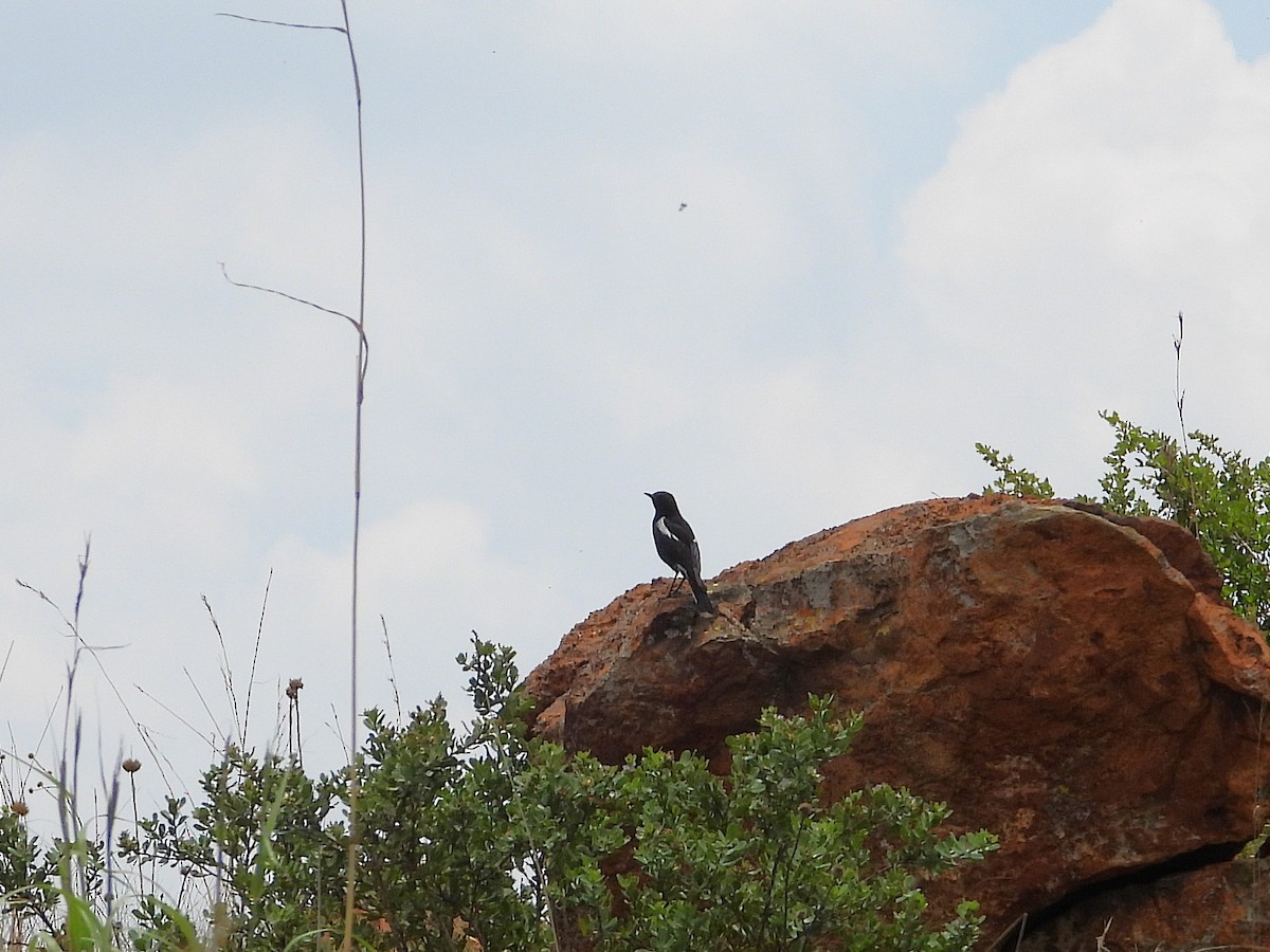 Mountain Chat - ML646261955
