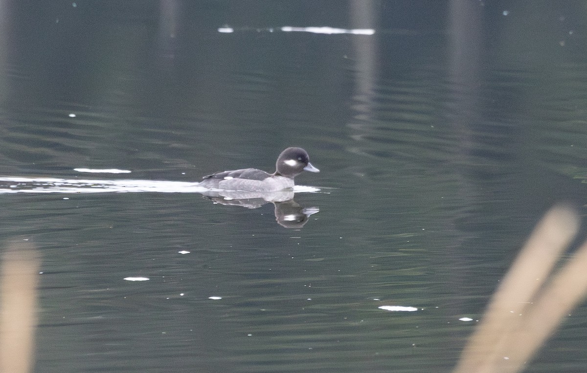 Bufflehead - ML646261956