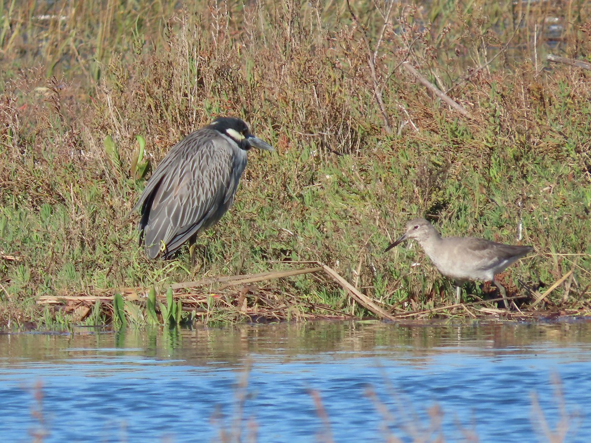 Willet (Western) - ML646261958