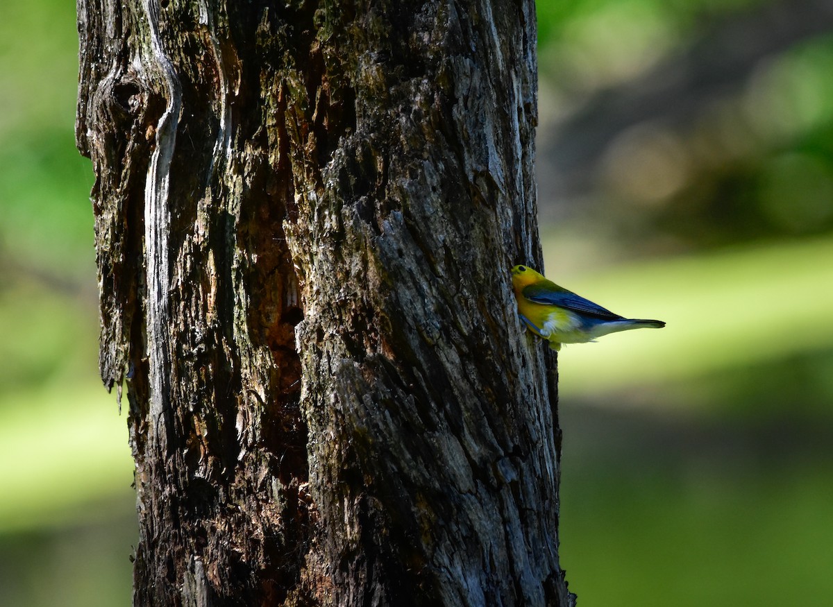 Prothonotary Warbler - ML646261968