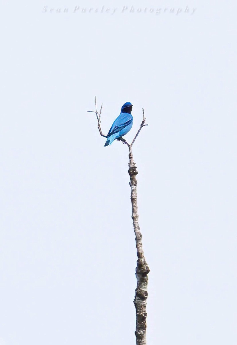 Lovely Cotinga - ML646261970