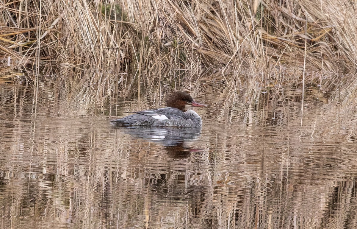 Common Merganser - ML646261971