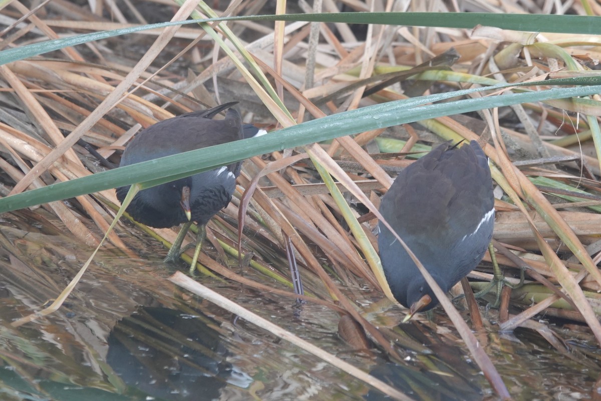 Common Gallinule - ML646261972