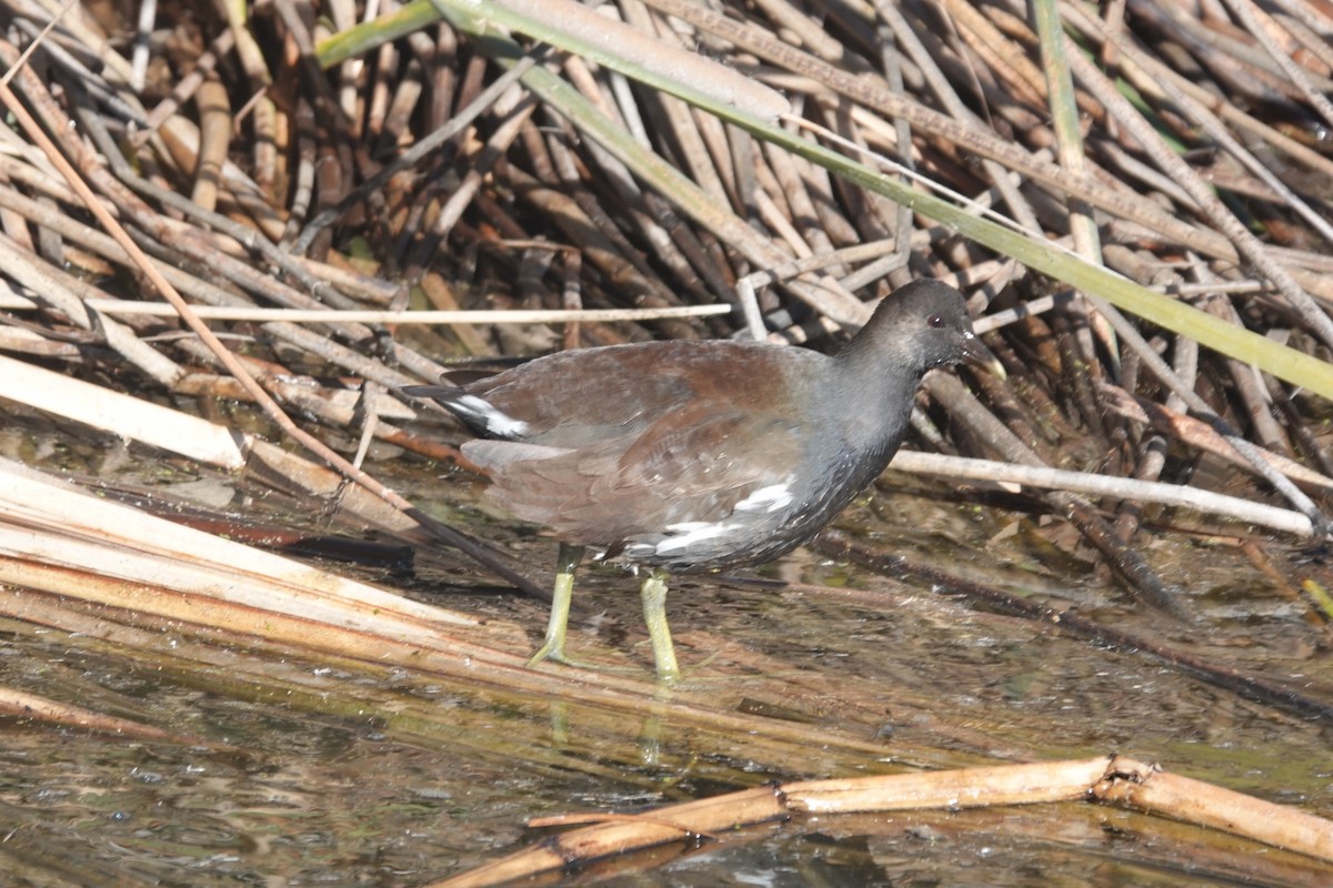 Common Gallinule - ML646261973