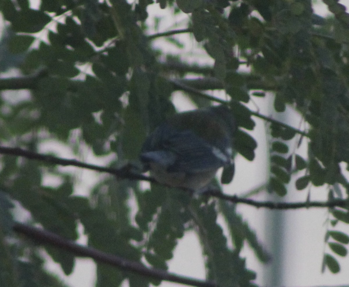 פרולה צפונית - ML646261975