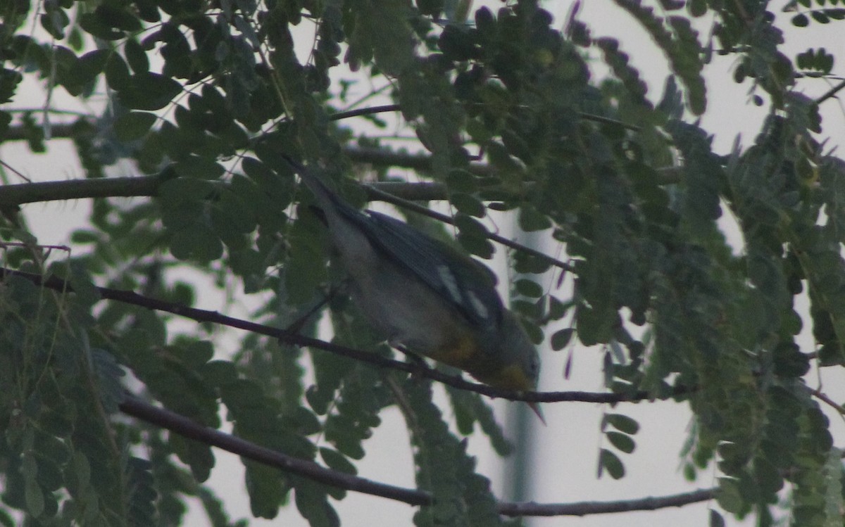 פרולה צפונית - ML646261976