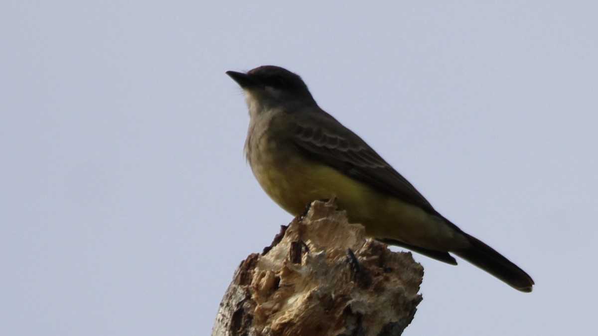 Cassin's Kingbird - ML646261980
