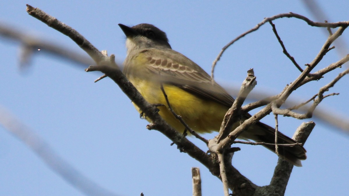Cassin's Kingbird - ML646261981
